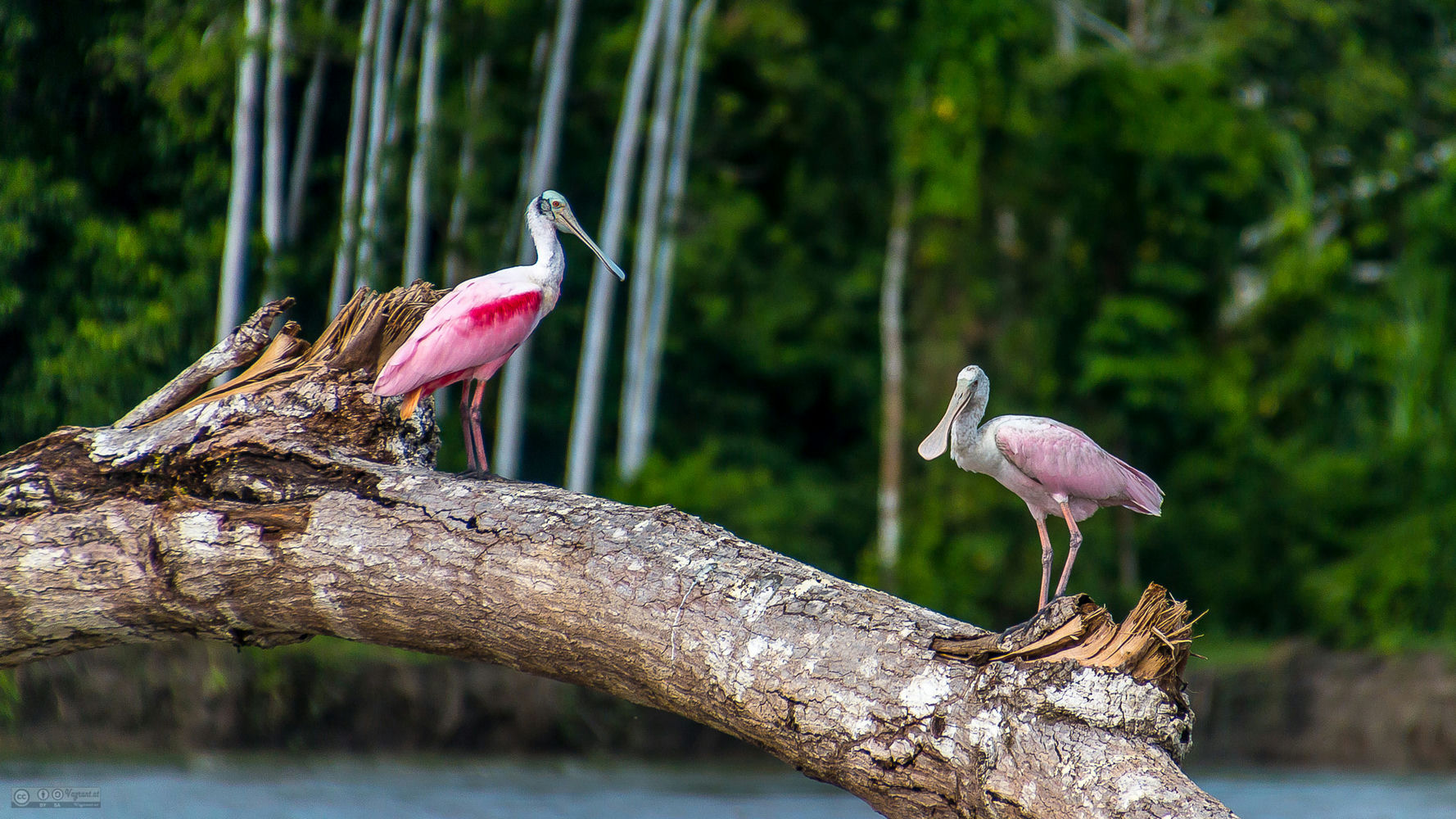 Manu_National_Park_3@vagrant