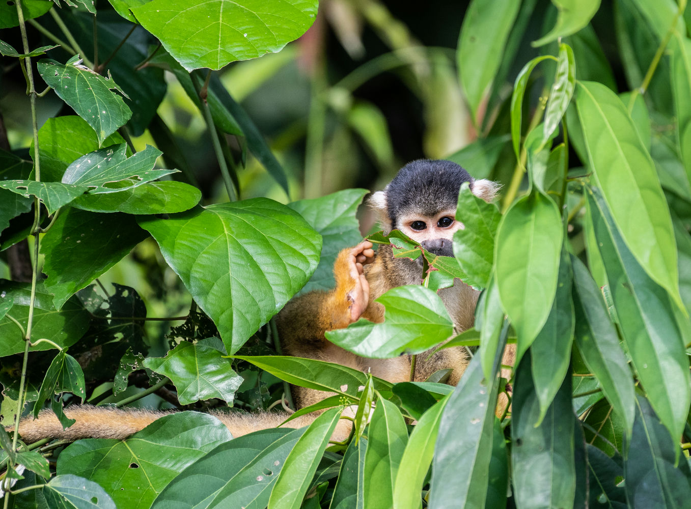 Manu_National_Park_5@uriel